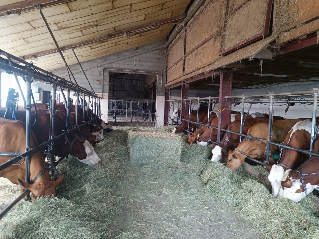 Acteurs Locaux Les deux Savoie – Puygros, au cœur du métier d'éleveur laitier