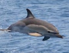 CAPTURES ACCIDENTELLES DE DAUPHINS :  La réalité des faits