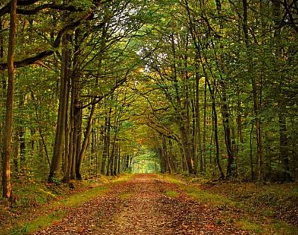 La mémoire de la forêt