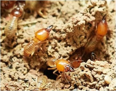 Comment détecter des termites dans une maison à rénover ?