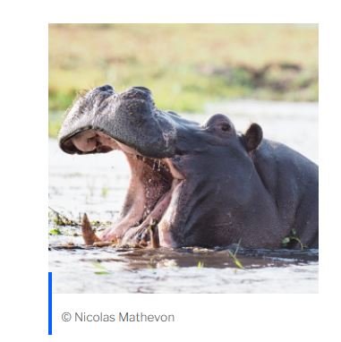 Les hippopotames se reconnaissent par la voix ! @MathevonNicolas @CNRS