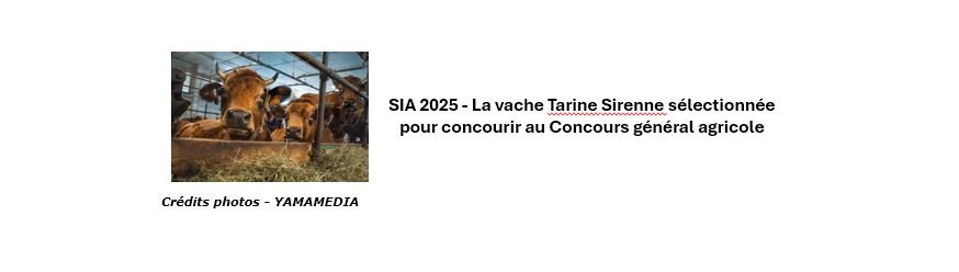 SIA 2025 - La vache Tarine Sirenne sélectionnée pour concourir au Concours général agricole