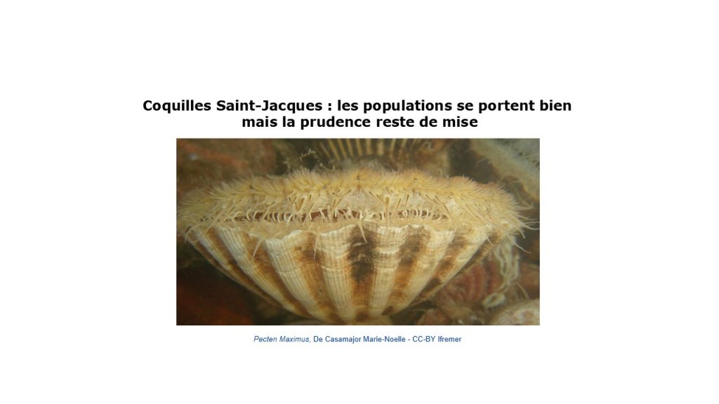 Coquilles Saint-Jacques : les populations se portent bien mais la prudence reste de mise