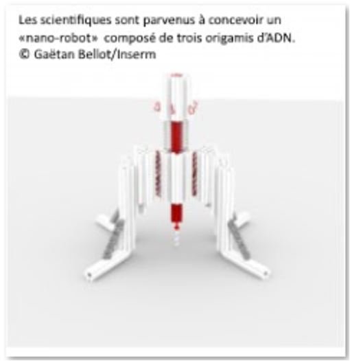 Un ''nano-robot'' entièrement construit à base d’ADN pour explorer les processus cellulaires 