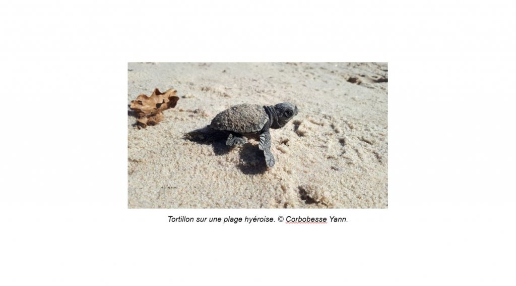 Le projet « C.A.R.E.T. » dédié à la protection de la Tortue caouanne sur le territoire du Parc national de Port-Cros lauréat de l’appel à projet Mission Nature/Loto de la Biodiversité !