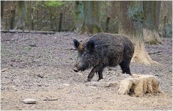 Battue administrative à Montlegun : opération réussie @Prefet11 #ruralité #smartrezo