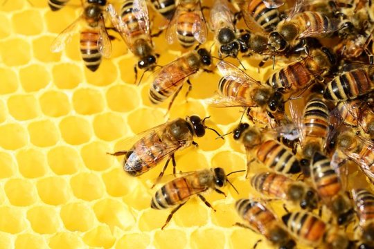 La Région Nouvelle-Aquitaine lance un plan « abeilles » : 700 000 ¤ pour venir en aide aux apiculteurs