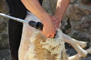Le Dorat : Championnat du monde de la tonte de moutons