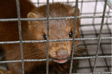 Le Mouvement de la Ruralité :  La filière française de l’élevage de vison menacée
