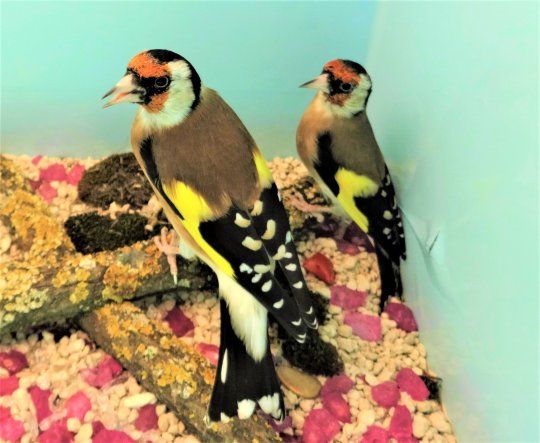 ProNaturA-France vous informe : tout ce que vous avez toujours voulu savoir sur le chardonneret élégant : attention aux ''fake news''!