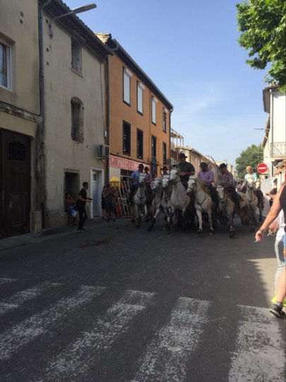 Abrivado à Milhaud . Vive nos traditions ! nos jeunes maintiennent celle de l' abrivado... 