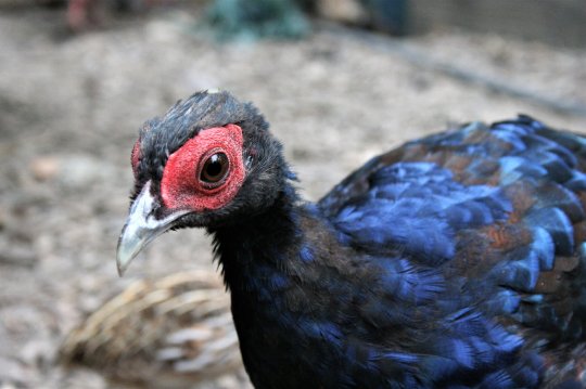 ProNaturA-France : Le faisan du Vietnam : sauvé grâce à l’élevage conservatoire ! 