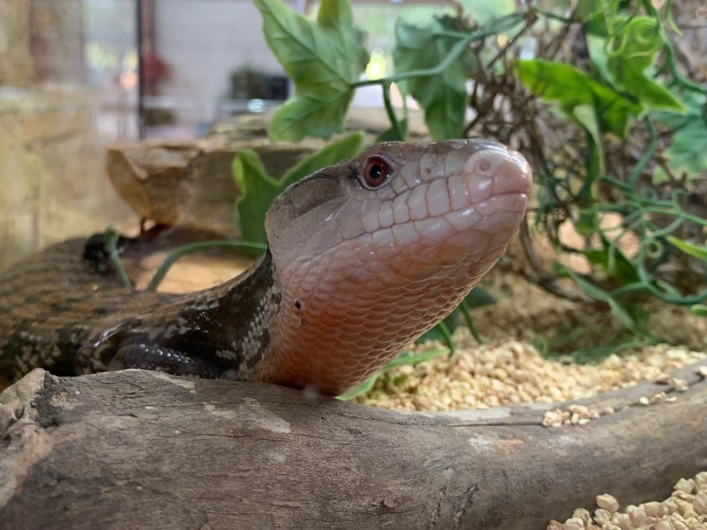 ProNaturA France à l’écoute aux 25 ans des « Reptiliades » à Nîmes : Reptiles, chéloniens et autres insectes ...toutes écailles dehors  !  