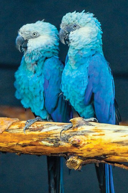 PronaturA-France : première manifestation «  élevage conservatoire «  à Nogent sur Vernisson - avril 2023