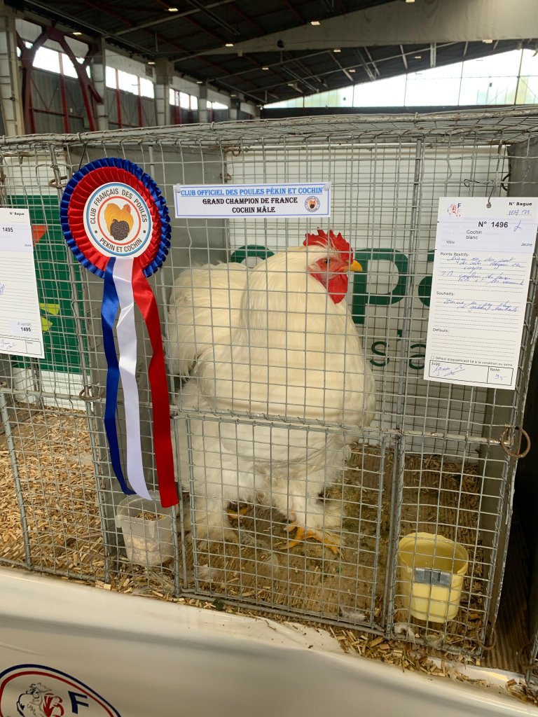 PronaturA-France : très belle Exposition Nationale de la Fédération Française des Volailles à Limoges 