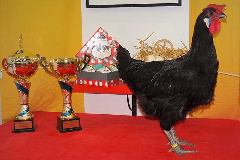 Exposition Avicole  à La Rochette - Charente : Samedi 17 et Dimanche 18 février 