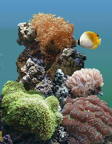 Aquarium récifal vivant + matériel cause arrêt 