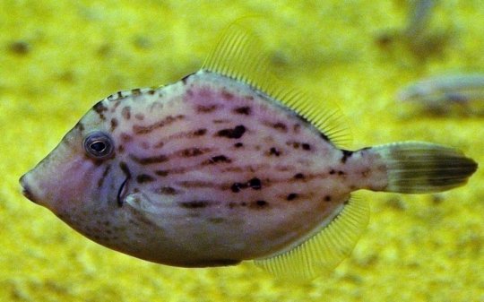 ProNatuA France Aquariophilie - Espèces lessepsiennes