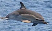 CAPTURES ACCIDENTELLES DE DAUPHINS : La réalité des faits