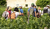 Randonnées œnotouristiques en France : Guide des meilleurs itinéraires à travers les vignobles