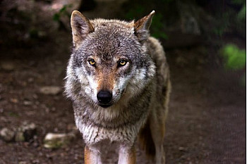 Résolution européenne sur les grands prédateurs : bientôt plus de loups en France ?