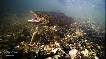 HOMING L'éclaireur de nos rivières NORMANDES. #Truite de Mer