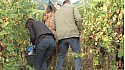 Vendange à l'ancienne en Alsace dans la commune d'Eguisheim. Reportage de Bernard Pastusiak 2016 @Alsace @Eguisheim