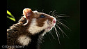 L'APELE oeuvre pour la sauvegarde du grand hamster @TvLocale_fr