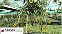Tillandsia Prod : quand le professionnalisme est nourri par la passion, l'excellence opére !