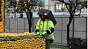 Préparation de la fête du Citron de Menton @fete_du_citron