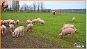 Le Porc Fermier de Vendée élevé en plein air - Épisode 1 @Agridemain @VendeeQualite #Porc 