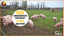 TV Locale Vendée: Le Porc Fermier de Vendée élevé en plein air - Épisode 2 @Agridemain @VendeeQualite #Porc