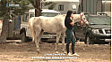 TV Locale Corse - Cavall’in Festa : La Corse, une terre d’équitation