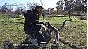 TV Locale Corse - Visite : découverte d'animaux du monde entier au Corsica Zoo