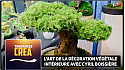 TV Locale Nantes - Cyril Boissière : Artisan de décoration végétale intérieure