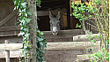 L'Asinerie d'Embazac, chez Bénédicte et Jean-Francois, éleveurs d'ânesses, producteurs de lait, woofers 