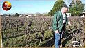 Approche...de la Viticulture : Visite dans le Pays du Muscadet : POURQUOI FAUT-IL TAILLER LES VIGNES EN HIVERS 