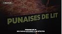 TV locale Corse - Punaises de lit : des chiens entraînés à les détecter