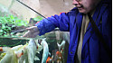 En visite à L'aquarium de LIMOGES 