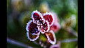 Le samedi au jardin d'hiver
