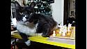 Journée internationale du chat