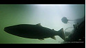L'Approche...de la Pêche : TRM- Passion Migrateur avec Gaël Even. #TruiteDeMer #NoKill  #Pêche
