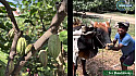 Acteurs-Locaux Madagascar - Les Boudubouts chez le producteur de Cacao MILLOT à Andzavibe dans la région du Sambirano