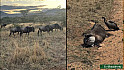 TvLocale Tanzanie - Les Boudubouts 