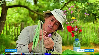 EXPOSITION LES HERBETTES À LA MAISON MONTGRAND, EN PLEIN COEUR DU CENTRE-VILLE HISTORIQUE DE MARSEILLE