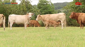 TV Locale Bergerac - Nature Viande préserve le bien-être de ses bêtes