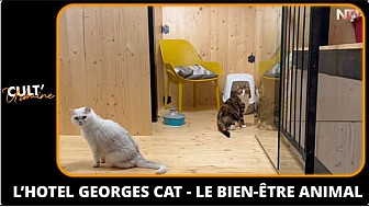TV Locale Vertou - L’hotel Georges Cat - Le bien-être animal