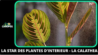 TV Locale Nantes - La star des plantes d’intérieur - la calathea