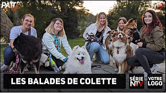 TV Locale Nantes - Découvrez des portraits de chiens tous plus différents les uns que les autres !