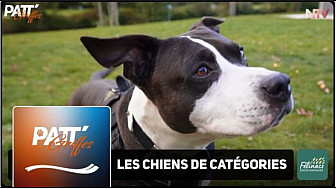 TV Locale Nantes - Qu’est-ce qu’un chien de catégorie ?
